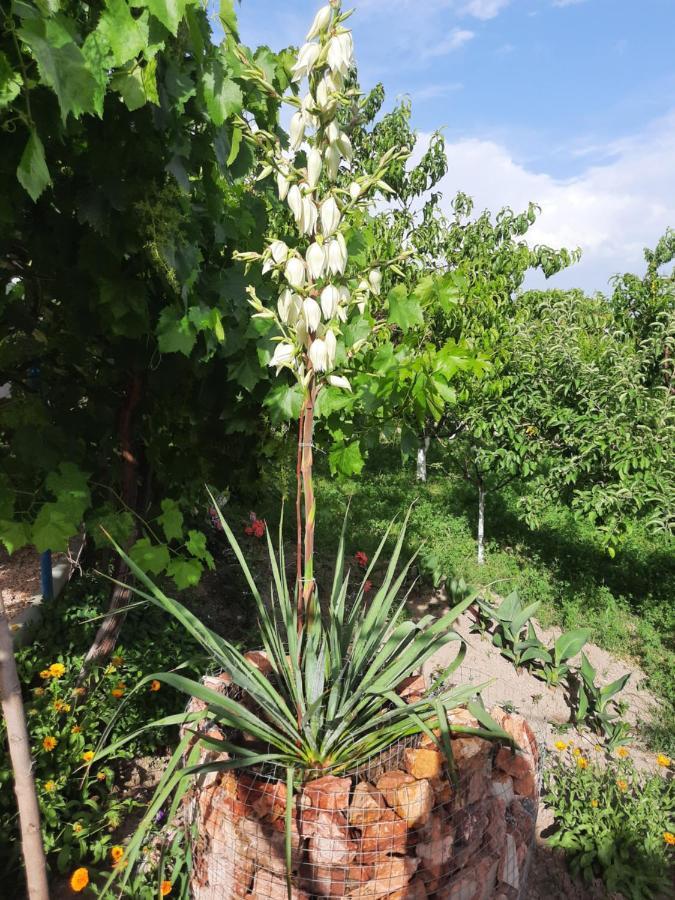 Ararat B&B Csiva Kültér fotó